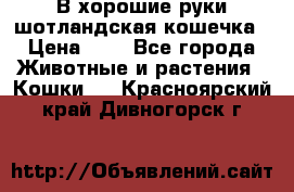 В хорошие руки шотландская кошечка › Цена ­ 7 - Все города Животные и растения » Кошки   . Красноярский край,Дивногорск г.